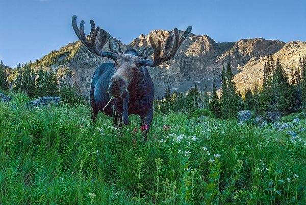 Grazing bull moose eye to eye with photographer-Wasatch Mountains-Alta-Utah-USA